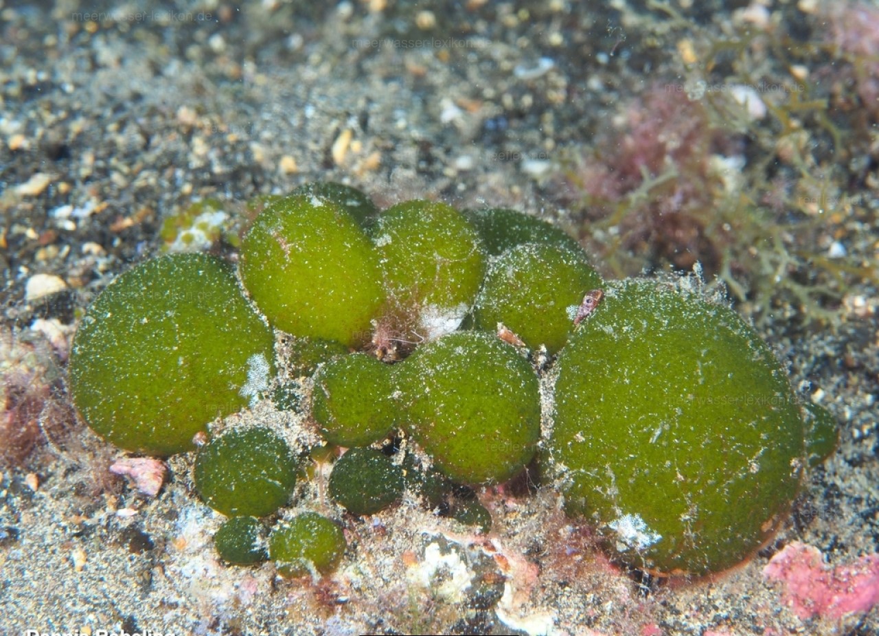 Codium bursa natural habitat